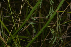 Tenodera costalis