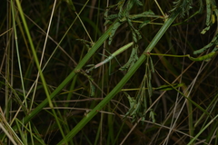 Tenodera costalis