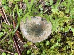 Lactarius akahatsu