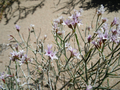Limonium hoeltzeri