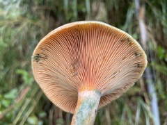 Lactarius akahatsu