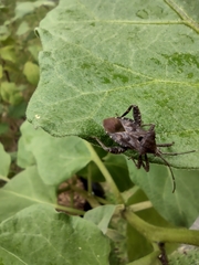 Acanthocoris