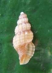 Conoidea