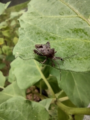Acanthocoris