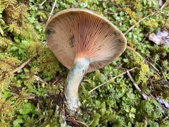 Lactarius akahatsu