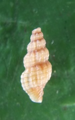 Conoidea