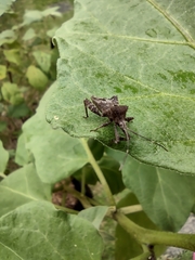 Acanthocoris