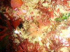 Thyone aurea