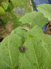 Acanthocoris