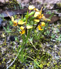 Diuris palustris