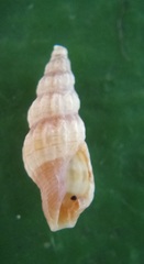 Conoidea