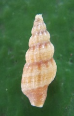 Conoidea