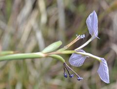 Moraea modesta