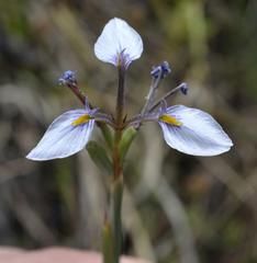 Moraea modesta