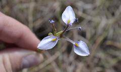 Moraea modesta