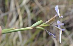 Moraea modesta