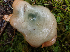 Lactarius akahatsu