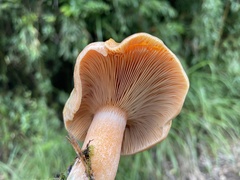 Lactarius akahatsu