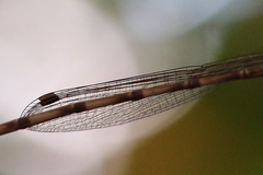 Indolestes tenuissimus
