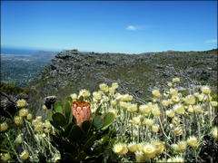 Protea speciosa
