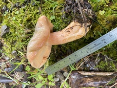 Lactarius akahatsu