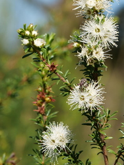 Meriphus guttatus