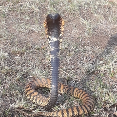 Hemachatus haemachatus