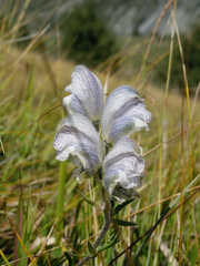 Aconitum rotundifolium