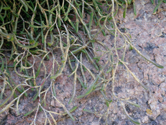 Selaginella aitchisonii