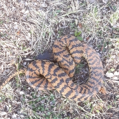 Hemachatus haemachatus