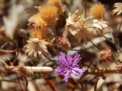 Parapolydora fastigiata
