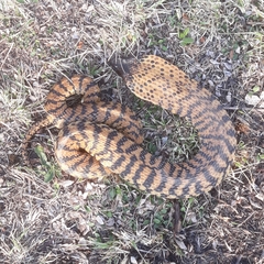 Hemachatus haemachatus