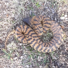 Hemachatus haemachatus