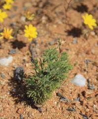 Eriospermum paradoxum