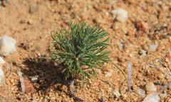 Eriospermum paradoxum