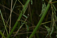 Tenodera costalis