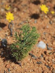 Eriospermum paradoxum