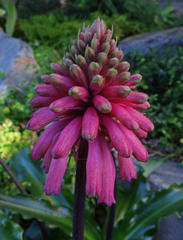 Veltheimia bracteata