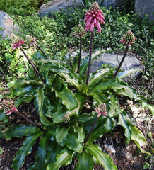Veltheimia bracteata