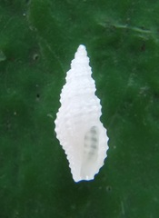 Image of Pisania gracilis