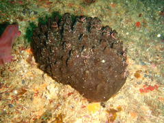 Ophiothela mirabilis