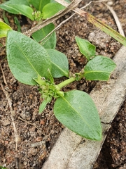 Opercularia ovata