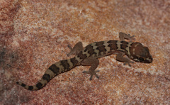 Pachydactylus formosus