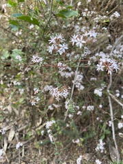 Leionema hillebrandii