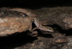 Pachydactylus formosus