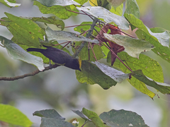 Melanochlora sultanea