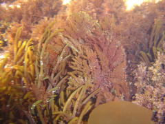 Brassicophycus sisymbrioides