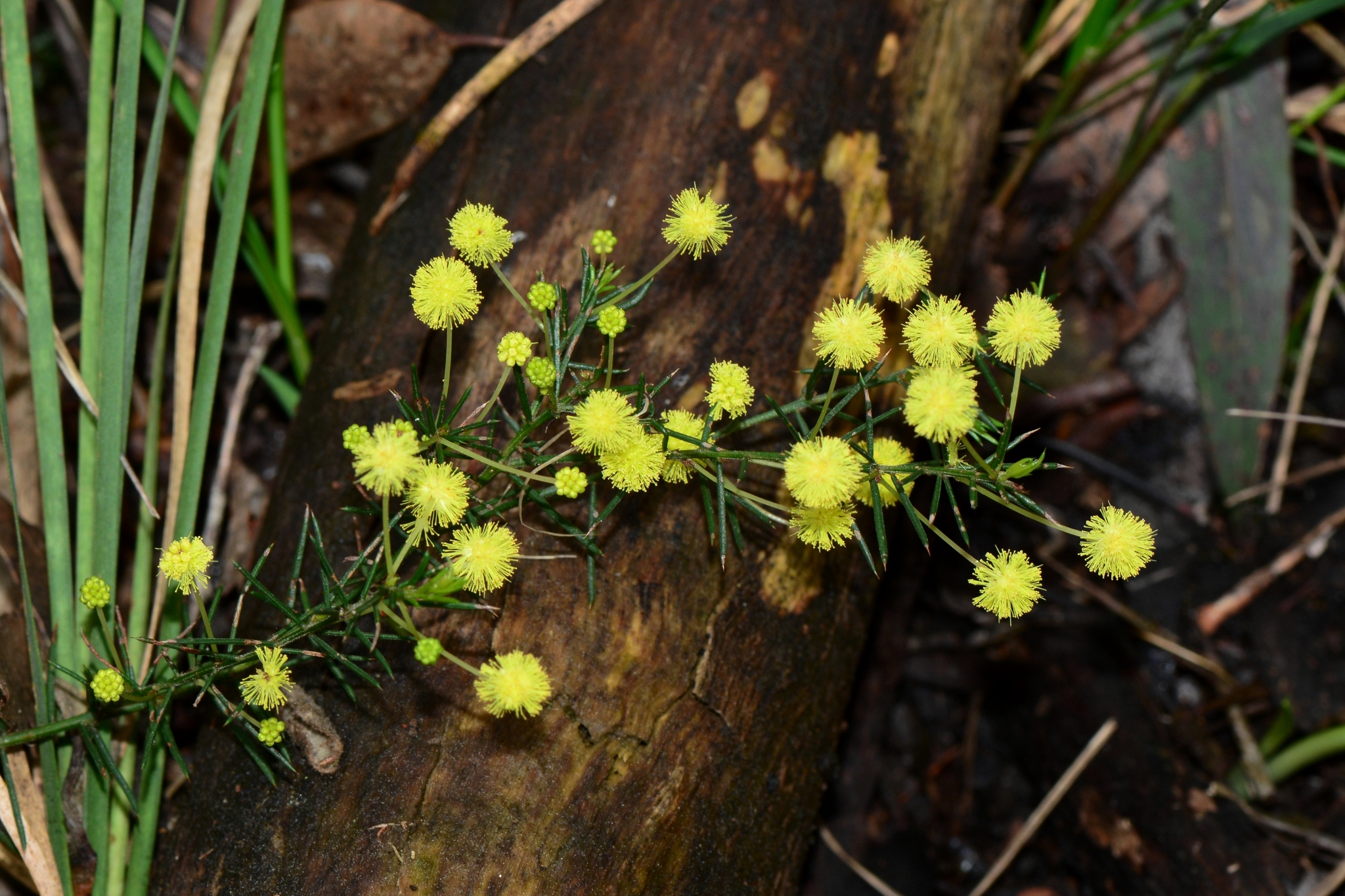 Acacia aculeatissima