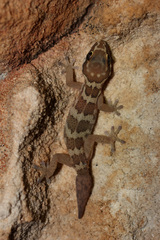 Pachydactylus formosus