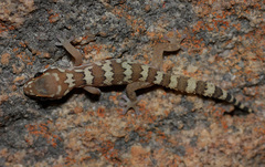 Pachydactylus formosus
